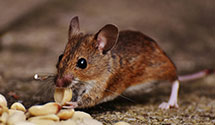 24 Hour & Emergency Exterminators in Washington, MI